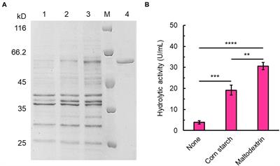 Carbohydrate-Binding Module and Linker Allow Cold Adaptation and Salt Tolerance of Maltopentaose-Forming Amylase From Marine Bacterium Saccharophagus degradans 2-40T